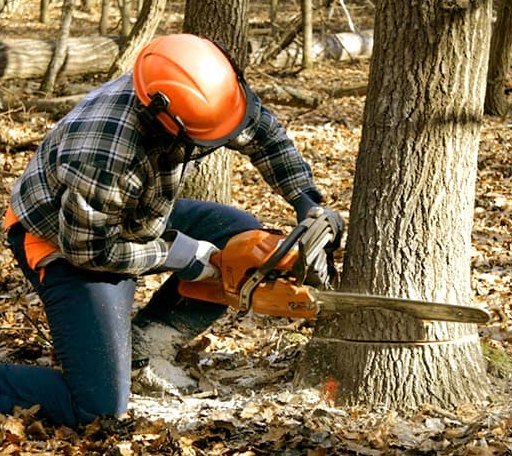 Tree Removal in Brookline, MO